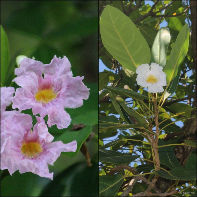 Tabebuia pallida • © Cerlin Ng • All Rights Reserved