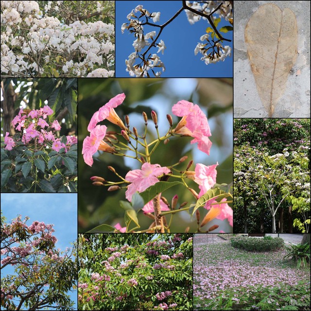 Tabebuia rosea • © Cerlin Ng • All Rights Reserved