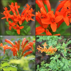 Tecomaria capensis