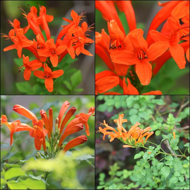 Tecomaria capensis • © Cerlin Ng • All Rights Reserved