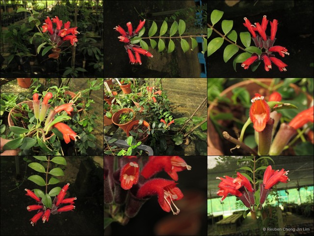 Aeschynanthus pulcher • © Reuben Chong Jin Lim • All Rights Reserved