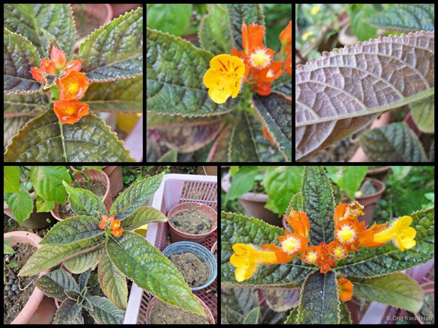 Chrysothemis pulchella • © Ong Kwan Han • All Rights Reserved