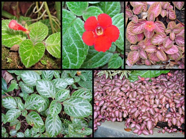 Episcia cupreata • © Ong Kwan Han • All Rights Reserved