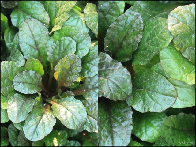 Ajuga reptans • © Cerlin Ng • All Rights Reserved