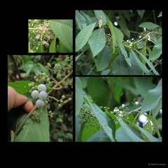 Callicarpa longifolia