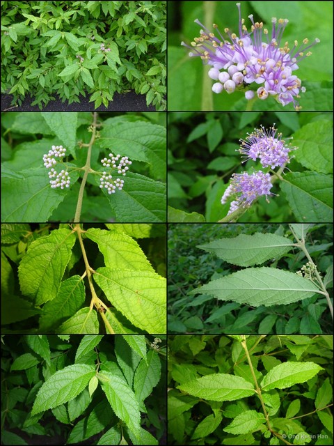 Callicarpa pedunculata • © Ong Kwan Han • All Rights Reserved
