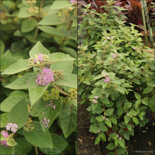 Callicarpa tomentosa • © Ang Wee Foong • All Rights Reserved