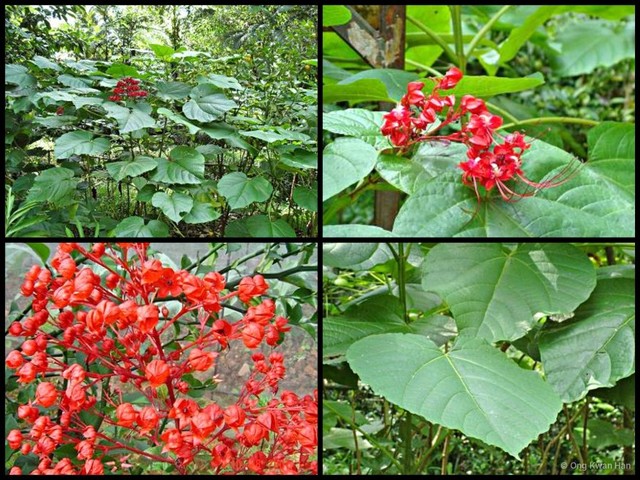 Clerodendrum buchananii • © Ong Kwan Han • All Rights Reserved