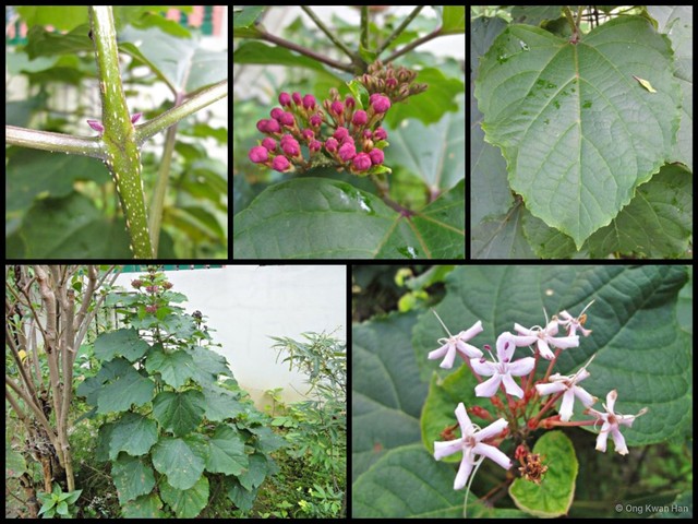 Clerodendrum bungei • © Ong Kwan Han • All Rights Reserved
