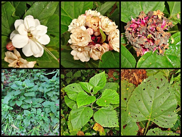 Clerodendrum chinense • © Ong Kwan Han • All Rights Reserved