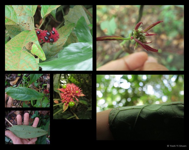 Clerodendrum deflexum • © Yeoh Yi Shuen • All Rights Reserved
