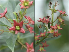Clerodendrum indicum (L.) Kuntze