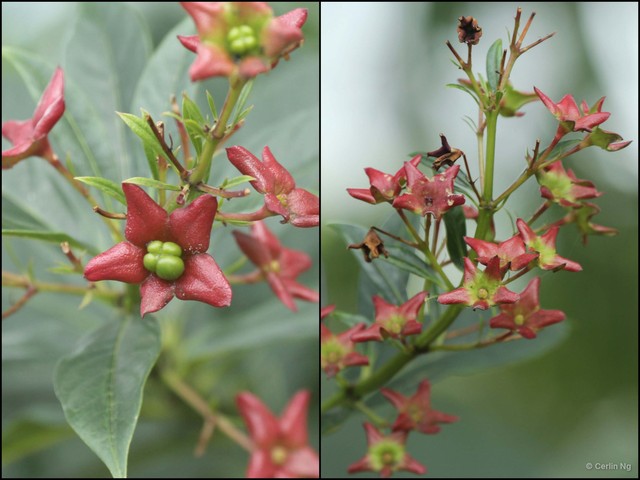 Clerodendrum indicum • © Cerlin Ng • All Rights Reserved