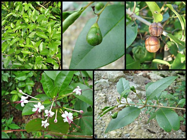 Clerodendrum inerme • © Ong Kwan Han • All Rights Reserved