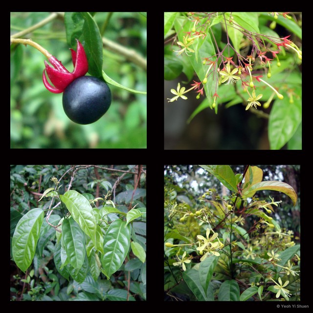 Clerodendrum laevifolium