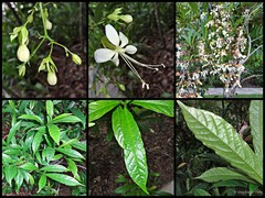 Clerodendrum laevifolium
