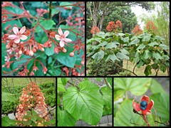 Clerodendrum paniculatum L.