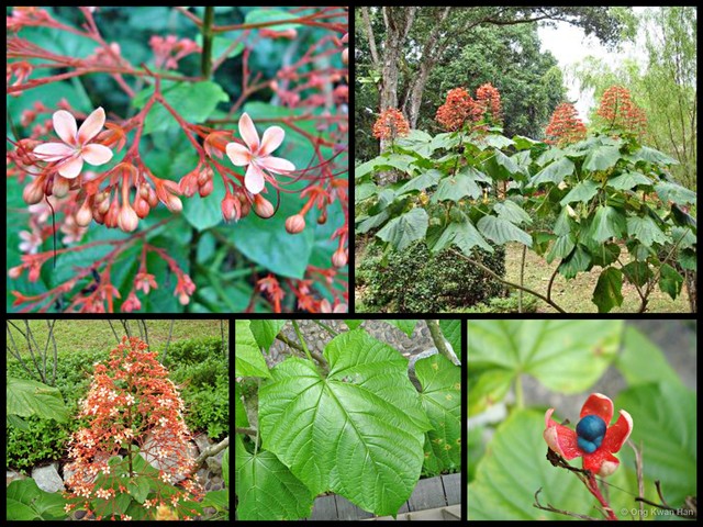 Clerodendrum paniculatum • © Ong Kwan Han • All Rights Reserved