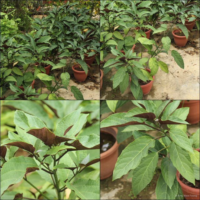 Clerodendrum quadriloculare • © Ang Wee Foong • All Rights Reserved