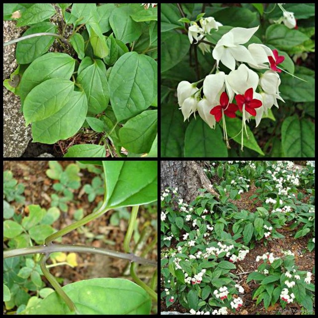 Clerodendrum thomsoniae • © Ong Kwan Han • All Rights Reserved