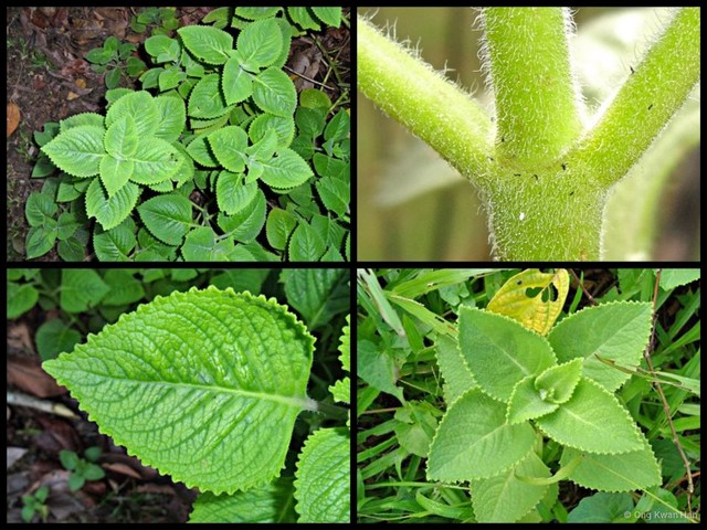 Coleus amboinicus • © Ong Kwan Han • All Rights Reserved