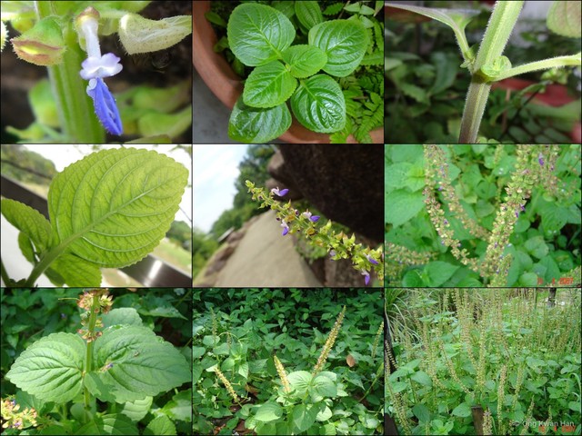 Coleus monostachyus • © Ong Kwan Han • All Rights Reserved