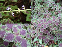 Coleus scutellarioides