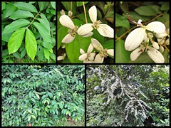 Congea tomentosa