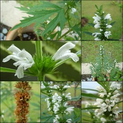 Leonurus japonicus var. albiflorus