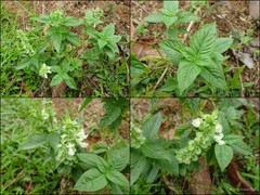 Ocimum basilicum