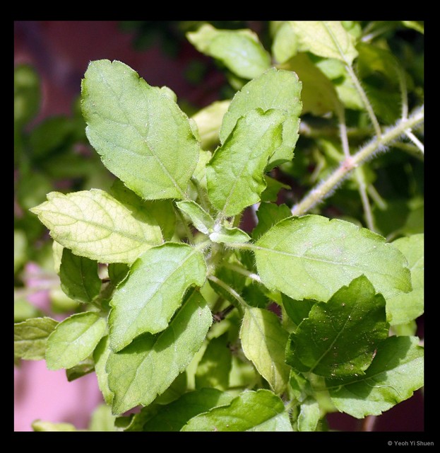 Ocimum tenuiflorum • © Yeoh Yi Shuen • All Rights Reserved