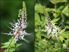 Orthosiphon aristatus (Blume) Miq.