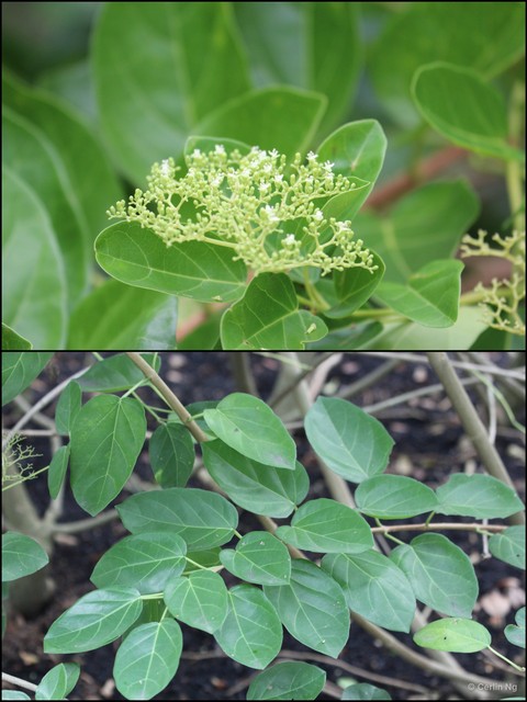 Premna foetida • © Cerlin Ng • All Rights Reserved