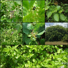 Premna serratifolia