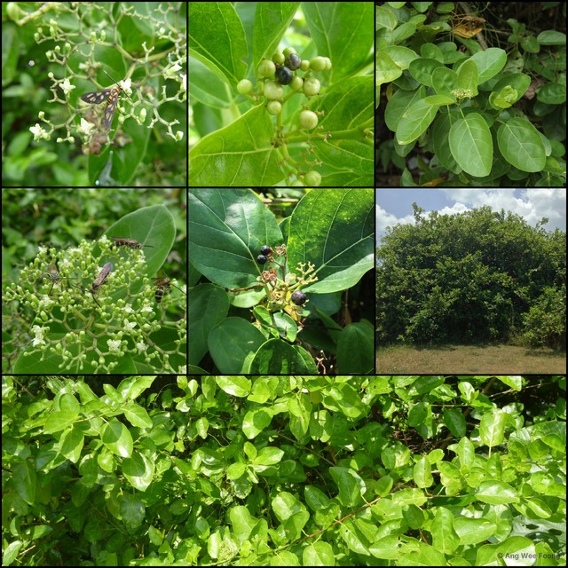 Premna serratifolia • © Ang Wee Foong • All Rights Reserved