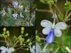 Rotheca myricoides