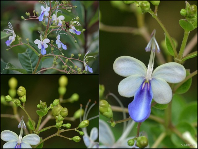 Rotheca myricoides • © Cerlin Ng • All Rights Reserved