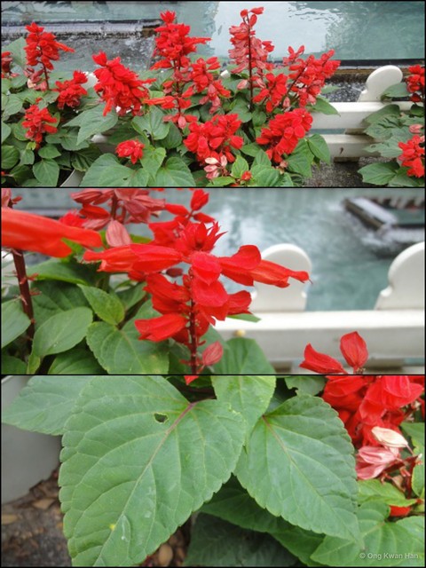 Salvia (Calosphace) splendens • © Ong Kwan Han • All Rights Reserved