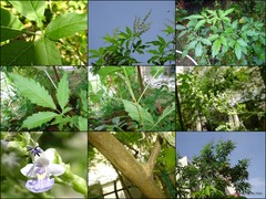 Vitex negundo L.