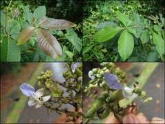 Vitex pinnata
