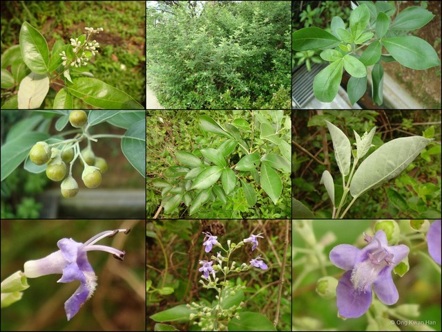 Vitex trifolia • © Ong Kwan Han • All Rights Reserved