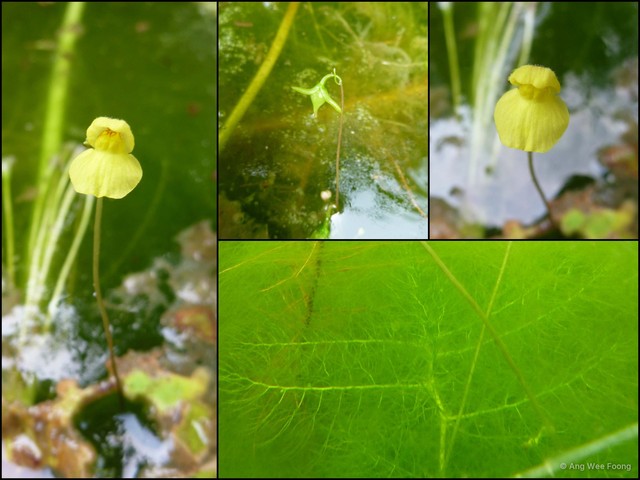 Utricularia (Utricularia) aurea • © Ang Wee Foong • All Rights Reserved