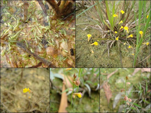 Utricularia (Bivalvaria) bifida • © Ong Kwan Han • All Rights Reserved