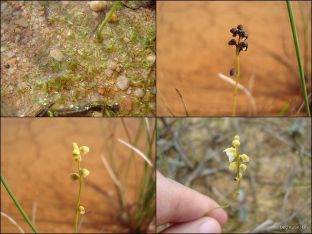 Utricularia (Bivalvaria) caerulea • © Ong Kwan Han • All Rights Reserved