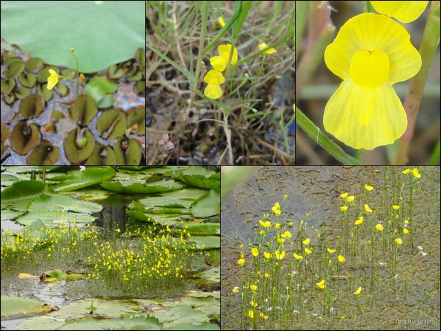 Utricularia (Utricularia) gibba • © Ong Kwan Han • All Rights Reserved