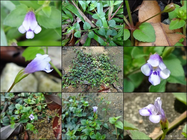 Torenia crustacea • © Ong Kwan Han • All Rights Reserved