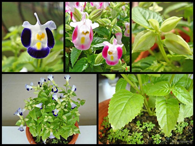 Torenia fournieri • © Ong Kwan Han • All Rights Reserved