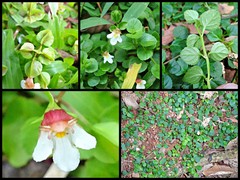 Torenia polygonoides