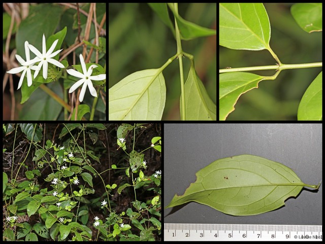 Jasminum elongatum • © Louise Neo • All Rights Reserved