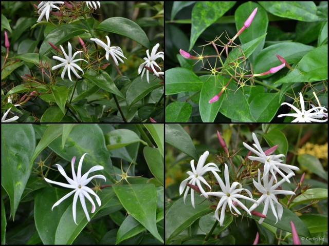 Jasminum laurifolium • © Cerlin Ng • All Rights Reserved